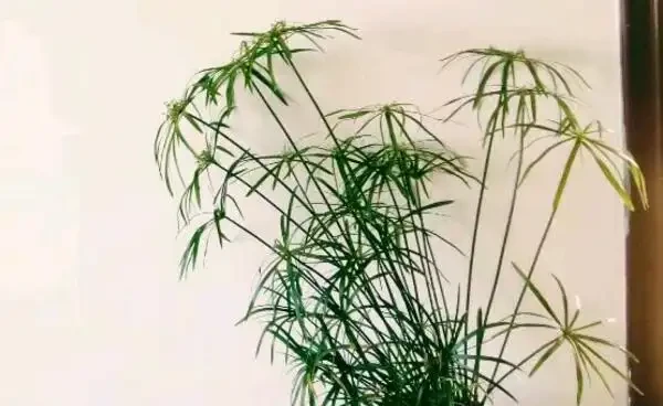 水竹葉子老是黃黃的?注意這幾點,葉片油綠不發黃!