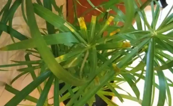水竹葉子老是黃黃的?注意這幾點,葉片油綠不發黃!