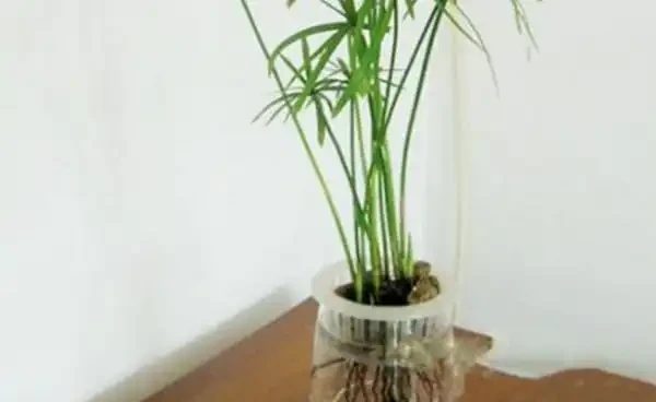 水竹葉子老是黃黃的?注意這幾點,葉片油綠不發黃!