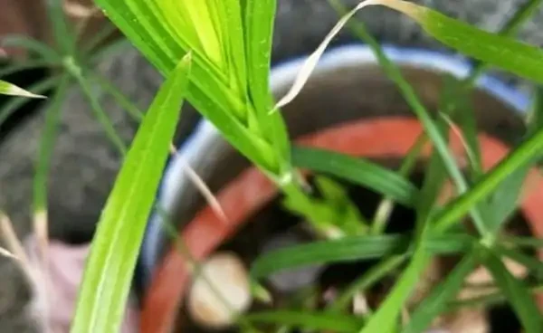 水竹葉子老是黃黃的?注意這幾點,葉片油綠不發黃!