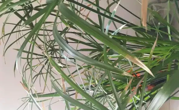 水竹葉子老是黃黃的?注意這幾點,葉片油綠不發黃!