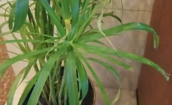 水竹葉子老是黃黃的?注意這幾點,葉片油綠不發黃!