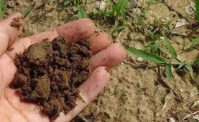 自制有機肥料的8種方法,用到的都是生活中的廢棄物