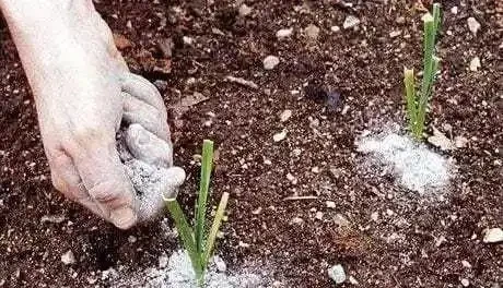 自制有機肥料的8種方法,用到的都是生活中的廢棄物