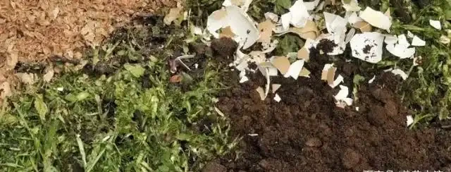 自制有機肥料的8種方法,用到的都是生活中的廢棄物
