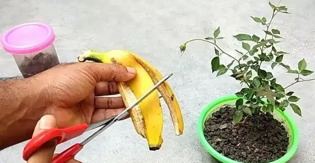 自制有機肥料的8種方法,用到的都是生活中的廢棄物