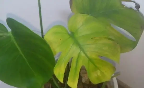 龜背芋葉子發黃怎麼辦？注意好這幾點，從此告別黃葉！