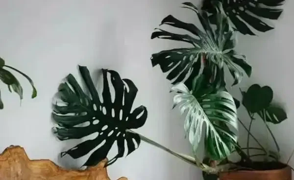 龜背芋葉子發黃怎麼辦？注意好這幾點，從此告別黃葉！