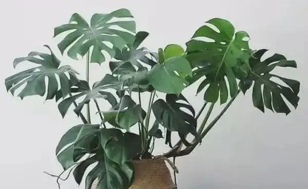 龜背芋葉子發黃怎麼辦？注意好這幾點，從此告別黃葉！