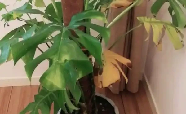 龜背芋葉子發黃怎麼辦？注意好這幾點，從此告別黃葉！