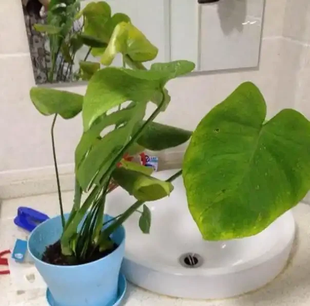 龜背芋葉子發黃怎麼辦？注意好這幾點，從此告別黃葉！