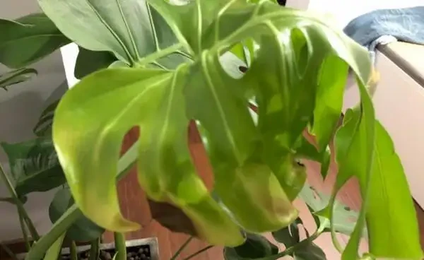 龜背芋葉子發黃怎麼辦？注意好這幾點，從此告別黃葉！