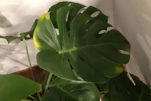 龜背芋葉子發黃怎麼辦？注意好這幾點，從此告別黃葉！