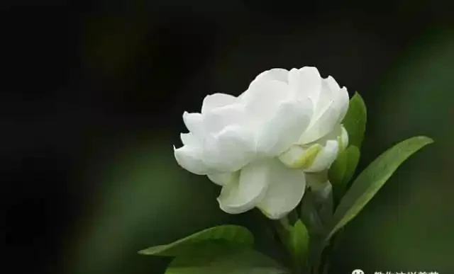 這5種木本花，漂亮又好養，養一盆家裡馬上不一樣！