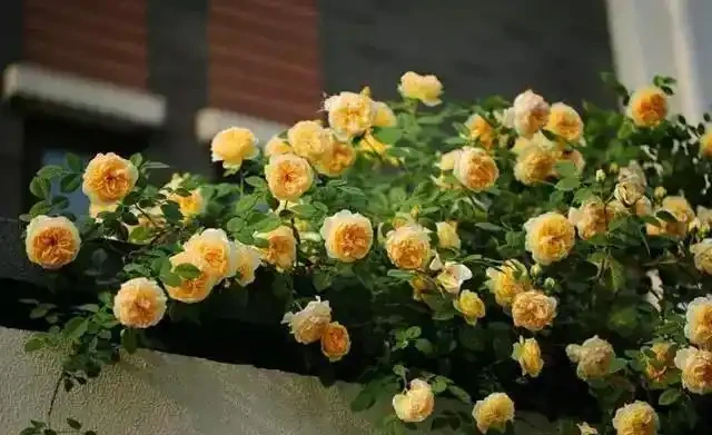 這5種木本花，漂亮又好養，養一盆家裡馬上不一樣！