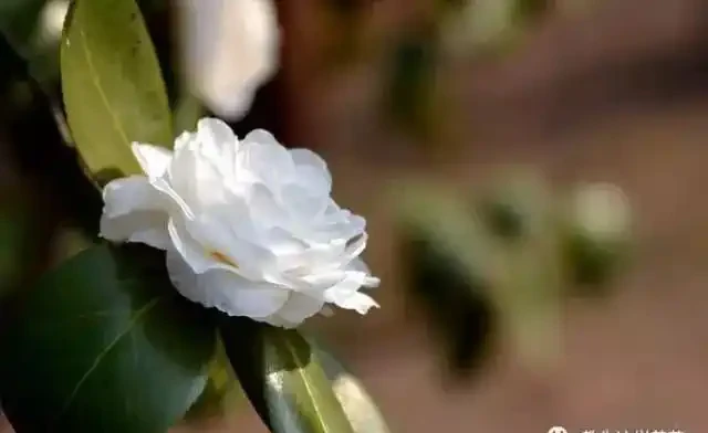 這5種木本花，漂亮又好養，養一盆家裡馬上不一樣！
