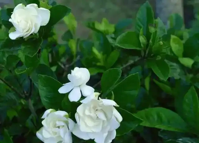 這5種木本花，漂亮又好養，養一盆家裡馬上不一樣！