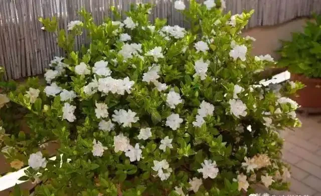 這5種木本花，漂亮又好養，養一盆家裡馬上不一樣！
