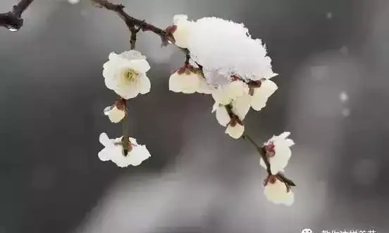 這5種木本花，漂亮又好養，養一盆家裡馬上不一樣！