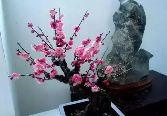 這5種木本花，漂亮又好養，養一盆家裡馬上不一樣！