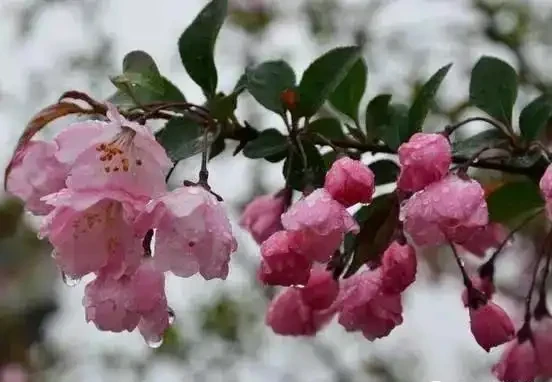 這5種木本花，漂亮又好養，養一盆家裡馬上不一樣！