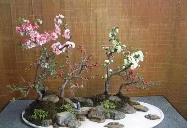 這5種木本花，漂亮又好養，養一盆家裡馬上不一樣！