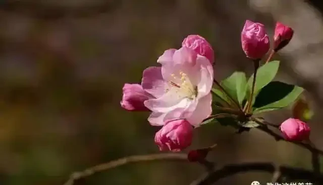 這5種木本花，漂亮又好養，養一盆家裡馬上不一樣！