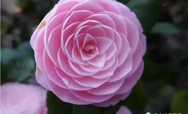 這5種木本花，漂亮又好養，養一盆家裡馬上不一樣！