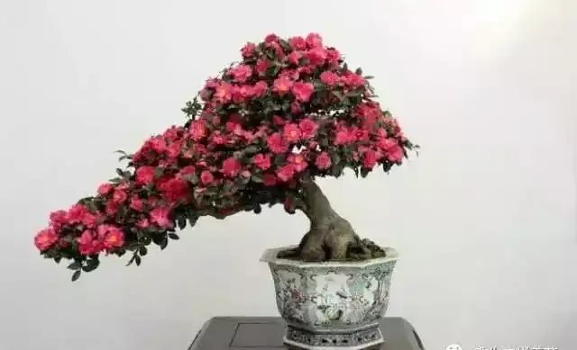 這5種木本花，漂亮又好養，養一盆家裡馬上不一樣！