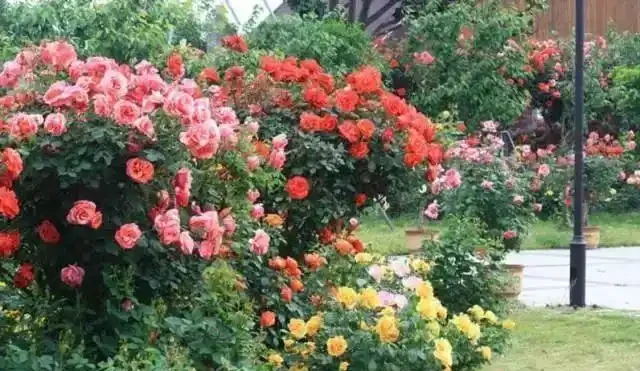 這5種木本花，漂亮又好養，養一盆家裡馬上不一樣！