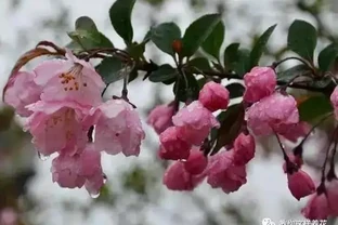 這5種木本花，漂亮又好養，養一盆家裡馬上不一樣！