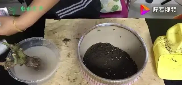 養花技巧:玫瑰花的上盆方法,放陰涼通風處發芽快服介質快
