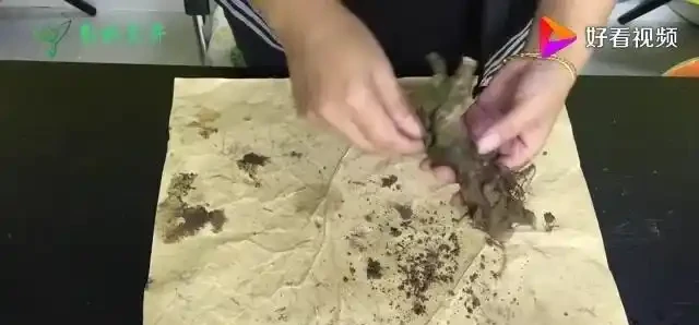 養花技巧:玫瑰花的上盆方法,放陰涼通風處發芽快服介質快