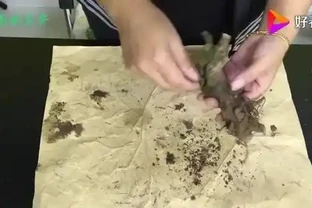 養花技巧：玫瑰花的上盆方法，放陰涼通風處發芽快服介質快