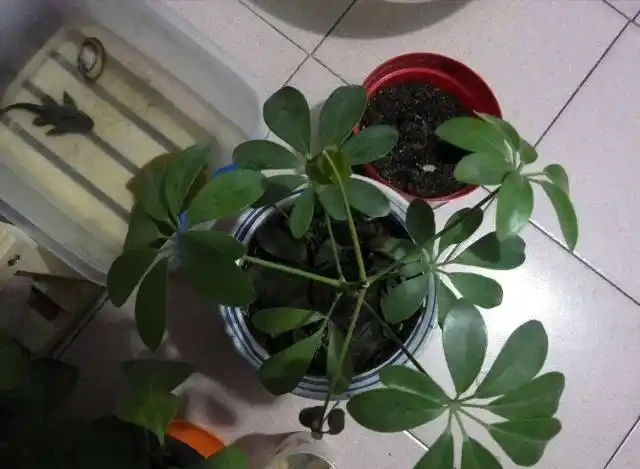 鵝掌木較為常見的病蟲害,瞭解這些後,健康生長不是問題