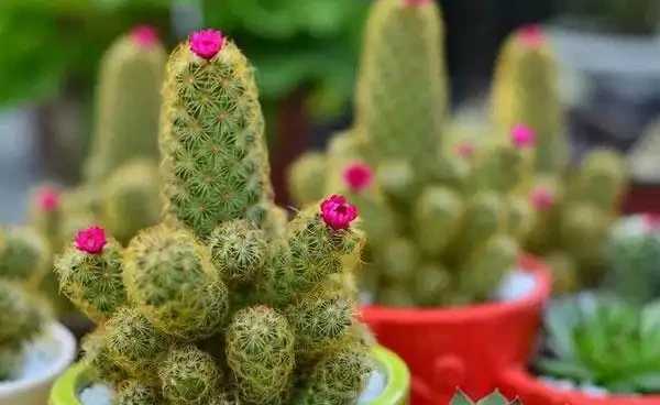 仙人掌不曬太陽會死嗎？不曬太陽不會死，但水澆多了肯定死！