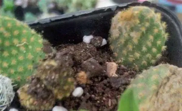 仙人掌不曬太陽會死嗎？不曬太陽不會死，但水澆多了肯定死！