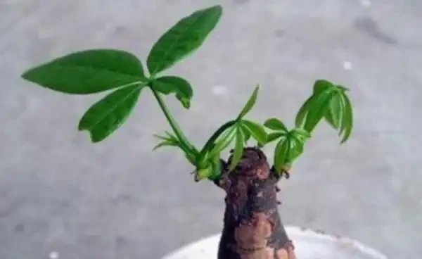 如何讓發財樹多發芽?小刀切一切,一個芽上冒出多個芽!