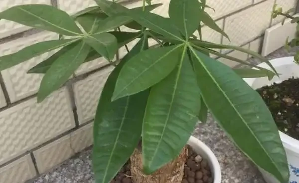 如何讓發財樹多發芽?小刀切一切,一個芽上冒出多個芽!