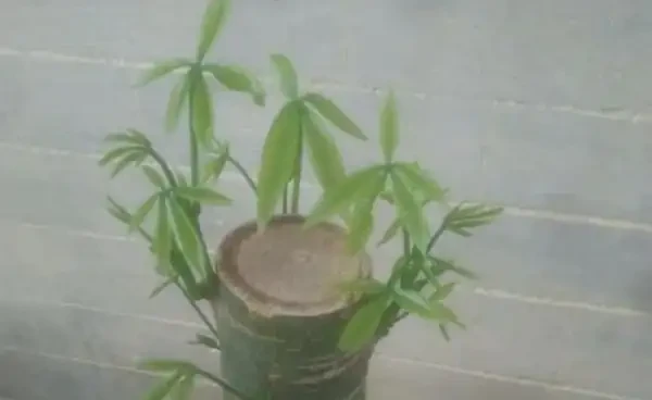 如何讓發財樹多發芽?小刀切一切,一個芽上冒出多個芽!