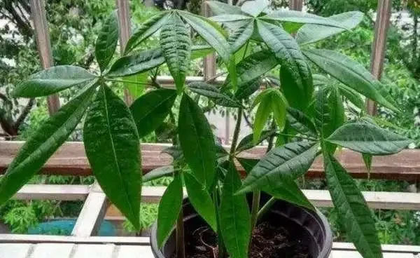 如何讓發財樹多發芽?小刀切一切,一個芽上冒出多個芽!