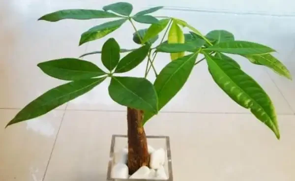 如何讓發財樹多發芽?小刀切一切,一個芽上冒出多個芽!