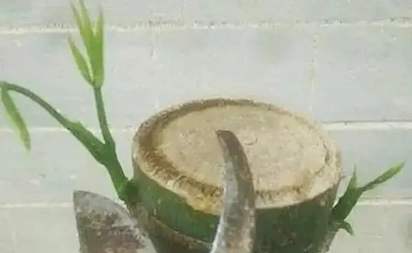 如何讓發財樹多發芽?小刀切一切,一個芽上冒出多個芽!