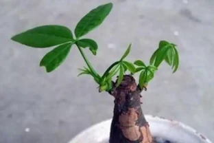 如何讓發財樹多發芽？小刀切一切，一個芽上冒出多個芽！