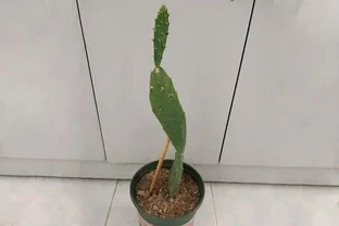 仙人掌不曬太陽會死嗎？不曬太陽不會死，但水澆多了肯定死！
