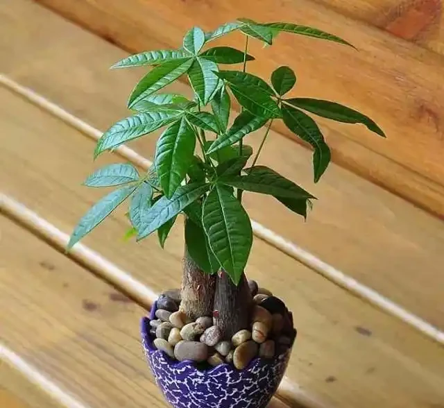 發財樹葉子不平整就從這裡下手,冬天尤其要注意第三點!
