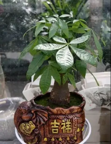 發財樹葉子不平整就從這裡下手,冬天尤其要注意第三點!