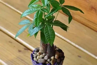 發財樹葉子不平整就從這裡下手，冬天尤其要注意第三點！