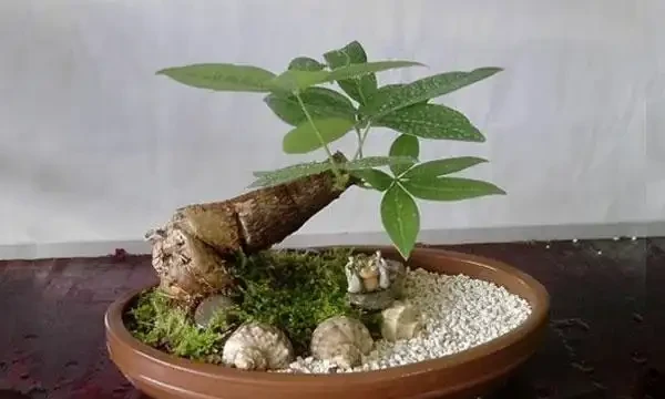 發財樹施肥應以氮肥為主，磷鉀肥為輔！薄肥勤施枝葉茂密不燒根！