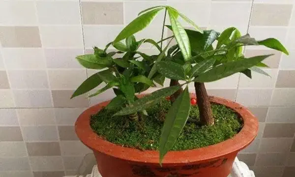 發財樹施肥應以氮肥為主，磷鉀肥為輔！薄肥勤施枝葉茂密不燒根！